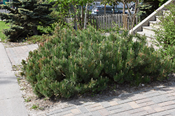 Dwarf Mugo Pine (Pinus mugo var. pumilio) at The Mustard Seed