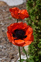 Prince Of Orange Poppy (Papaver orientale 'Prince Of Orange') at The Mustard Seed