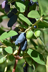 Cinderella Honeyberry (Lonicera caerulea 'Cinderella') at The Mustard Seed