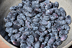 Aurora Honeyberry (Lonicera caerulea 'Aurora') at The Mustard Seed