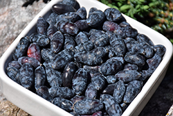 Borealis Honeyberry (Lonicera caerulea 'Borealis') at The Mustard Seed