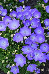 Rapido Blue Bellflower (Campanula carpatica 'Rapido Blue') at The Mustard Seed
