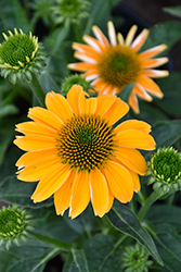Sombrero Granada Gold Coneflower (Echinacea 'Balsomold') at The Mustard Seed