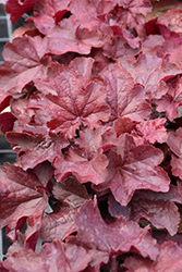 Northern Exposure Red Coral Bells (Heuchera 'TNHEUNER') at The Mustard Seed