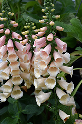 Dalmatian Peach Foxglove (Digitalis purpurea 'Dalmatian Peach') at The Mustard Seed