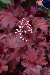 Forever Red Coral Bells (Heuchera 'Forever Red') at The Mustard Seed