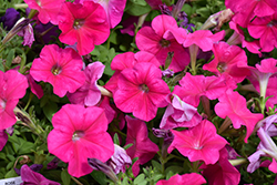 Madness Rose Petunia (Petunia 'Madness Rose') at The Mustard Seed