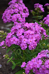 Flame Lilac Garden Phlox (Phlox paniculata 'Flame Lilac') at The Mustard Seed