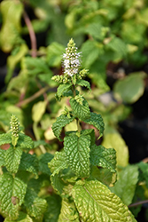 Mojito Mint (Mentha x villosa 'Mojito') at The Mustard Seed