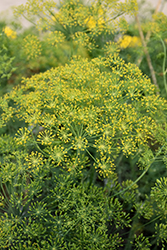 Dill (Anethum graveolens) at The Mustard Seed