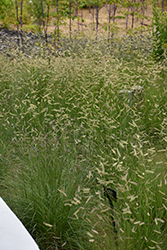 Blue Grama (Bouteloua gracilis) at The Mustard Seed