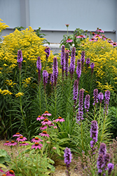 Kobold Blazing Star (Liatris spicata 'Kobold') at The Mustard Seed