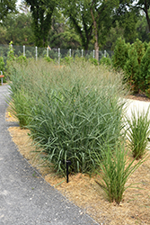 Heavy Metal Blue Switch Grass (Panicum virgatum 'Heavy Metal') at The Mustard Seed