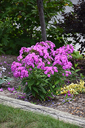 Flame Lilac Garden Phlox (Phlox paniculata 'Flame Lilac') at The Mustard Seed