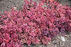 Sunsparkler Wildfire Stonecrop (Sedum 'Wildfire') at The Mustard Seed
