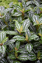 Aluminum Plant (Pilea cadierei) at The Mustard Seed