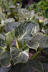 Prismacolor Birkin Philodendron (Philodendron 'Birkin') at The Mustard Seed