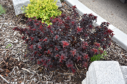 Fireside Ninebark (Physocarpus opulifolius 'Fireside') at The Mustard Seed