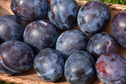 Mount Royal Plum (Prunus 'Mount Royal') at The Mustard Seed