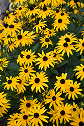 American Gold Rush Coneflower (Rudbeckia 'American Gold Rush') at The Mustard Seed