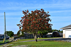 Showy Mountain Ash (Sorbus decora) at The Mustard Seed