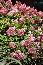 Vanilla Strawberry Hydrangea (Hydrangea paniculata 'Renhy') at The Mustard Seed