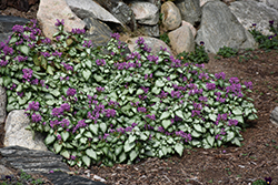 Purple Dragon Spotted Dead Nettle (Lamium maculatum 'Purple Dragon') at The Mustard Seed