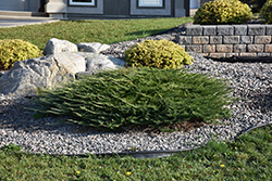 Calgary Carpet Juniper (Juniperus sabina 'Calgary Carpet') at The Mustard Seed