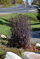Blackhawks Bluestem (Andropogon gerardii 'Blackhawks') at The Mustard Seed