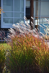 Flame Grass (Miscanthus sinensis 'Purpurascens') at The Mustard Seed