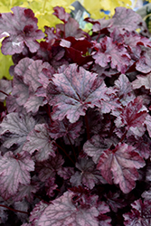Plum Pudding Coral Bells (Heuchera 'Plum Pudding') at The Mustard Seed