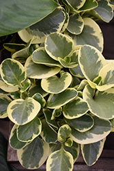 Variegated Baby Rubber Plant (Peperomia obtusifolia 'Variegata') at The Mustard Seed