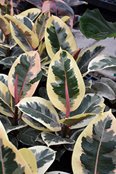 Chroma Tineke Rubber Plant (Ficus elastica 'Tineke') at The Mustard Seed