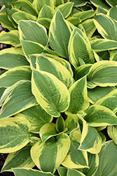 Wide Brim Hosta (Hosta 'Wide Brim') at The Mustard Seed