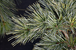 Macopin Eastern White Pine (Pinus strobus 'Macopin') at The Mustard Seed