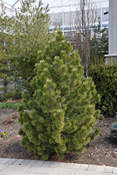Tannenbaum Mugo Pine (Pinus mugo 'Tannenbaum') at The Mustard Seed