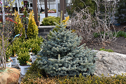 Avatar Blue Spruce (Picea pungens 'Avatar') at The Mustard Seed