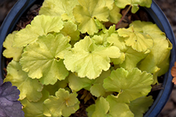Northern Exposure Lime Coral Bells (Heuchera 'TNHEUNEL') at The Mustard Seed