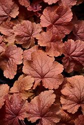 Northern Exposure Amber Coral Bells (Heuchera 'TNHEUNEA') at The Mustard Seed