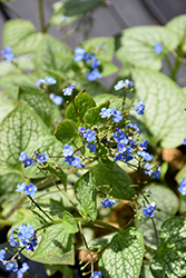 Jack of Diamonds Bugloss (Brunnera macrophylla 'Jack of Diamonds') at The Mustard Seed