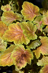 Northern Exposure Sienna Coral Bells (Heuchera 'TNHEUNESI') at The Mustard Seed