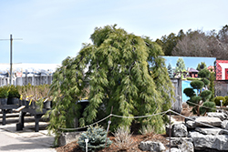 Weeping White Pine (Pinus strobus 'Pendula') at The Mustard Seed