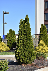 Rushmore Arborvitae (Thuja occidentalis 'Rushmore') at The Mustard Seed