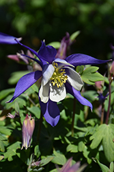 Kirigami Deep Blue and White Columbine (Aquilegia caerulea 'Kirigami Deep Blue and White') at The Mustard Seed