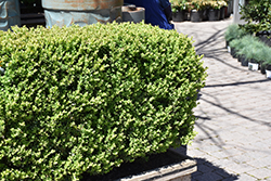 Green Mountain Boxwood (Buxus 'Green Mountain') at The Mustard Seed