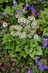 Brandywine Foamflower (Tiarella 'Brandywine') at The Mustard Seed
