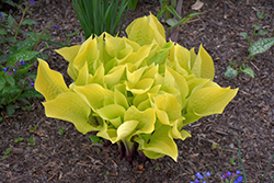 Designer Genes Hosta (Hosta 'Designer Genes') at The Mustard Seed