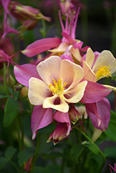 Swan Pink and Yellow Columbine (Aquilegia 'Swan Pink and Yellow') at The Mustard Seed