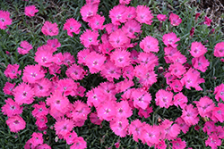 Vivid Bright Light Pinks (Dianthus 'Uribest52') at The Mustard Seed