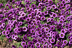 Superbells Plum Calibrachoa (Calibrachoa 'BBCAL76001') at The Mustard Seed